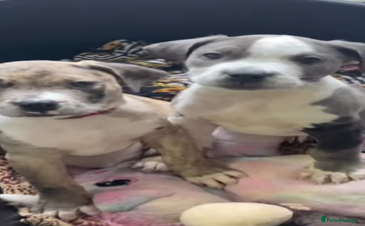Mixed Breed dogs - Advert 4
