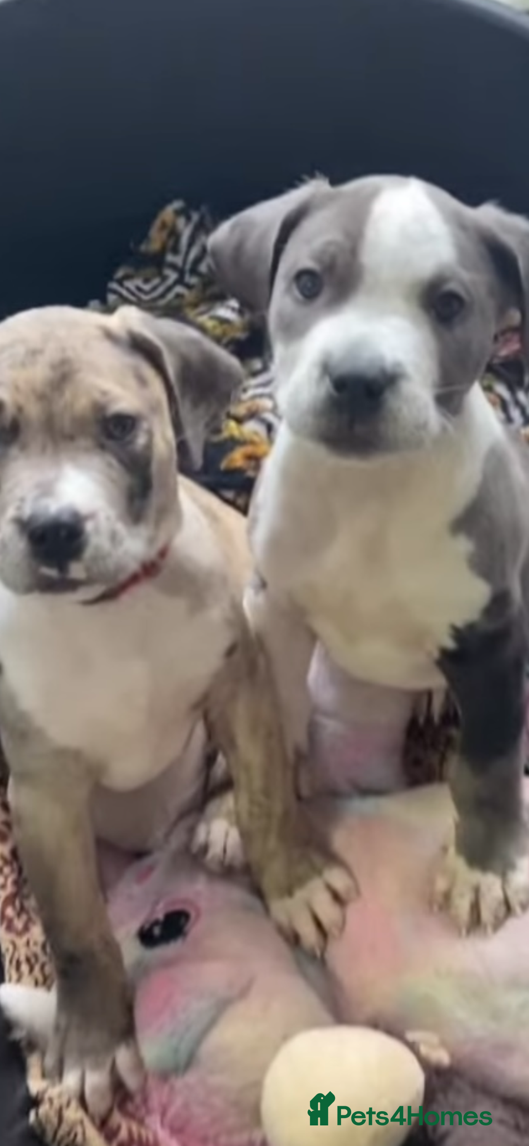 Mixed Breed dogs for sale: NORTH AMERICAN MASTIFF - Image 1