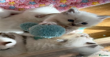 Ragdoll cats - Advert 3