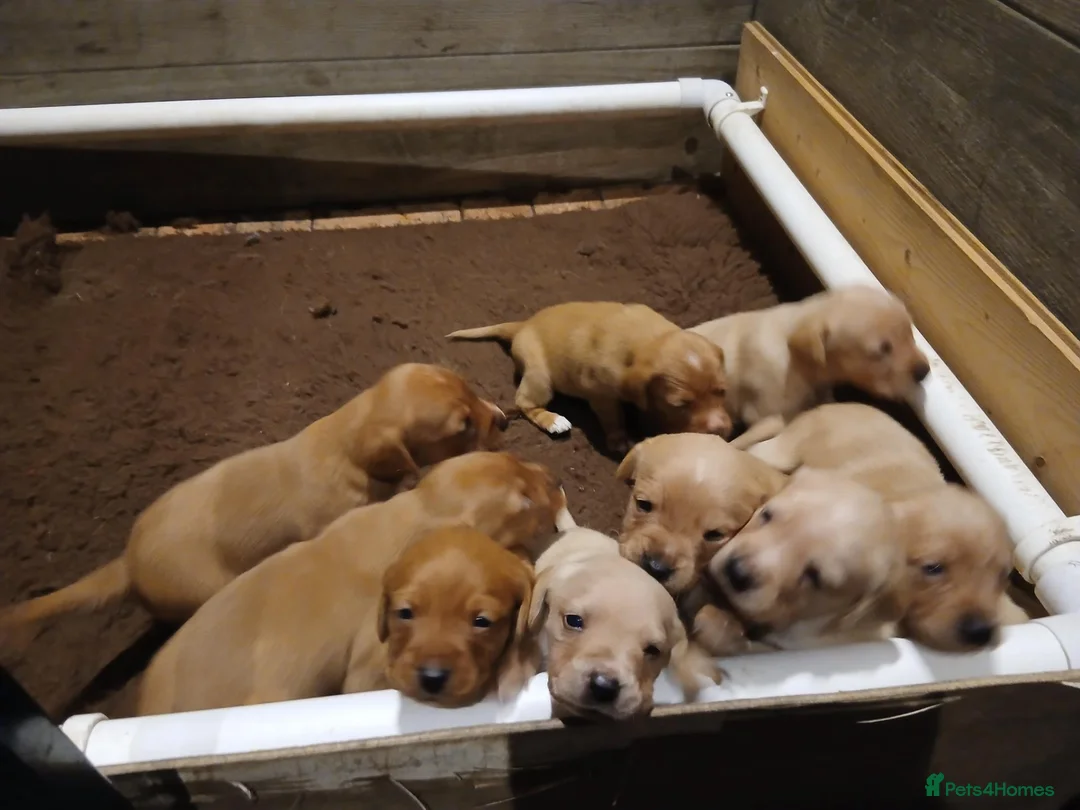 Mixed Breed dogs for sale: Fox red lab x sprocker spaniel pups in Stafford - Advert 2