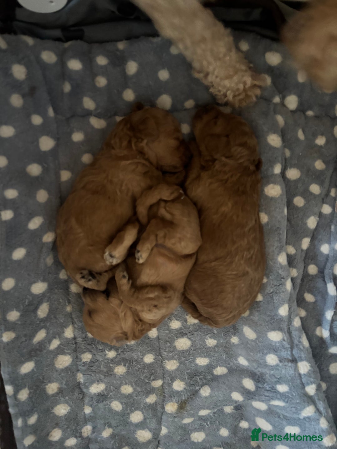 Toy Poodle dogs for sale: Toy poodles for sale - Advert 3