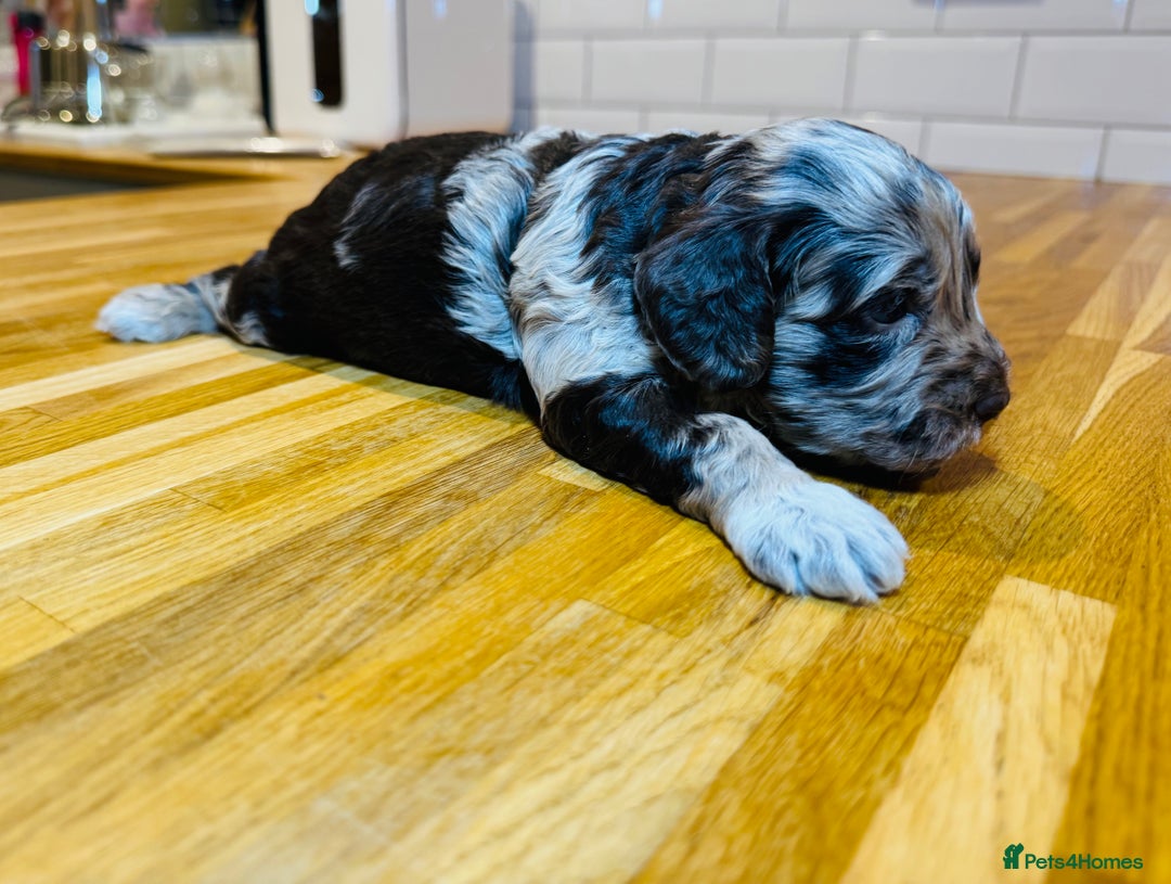 Cockapoo dogs for sale: Chocolate & Chocolate Merle Cockapoo Babies 🐾🐾🐾 - Image 18
