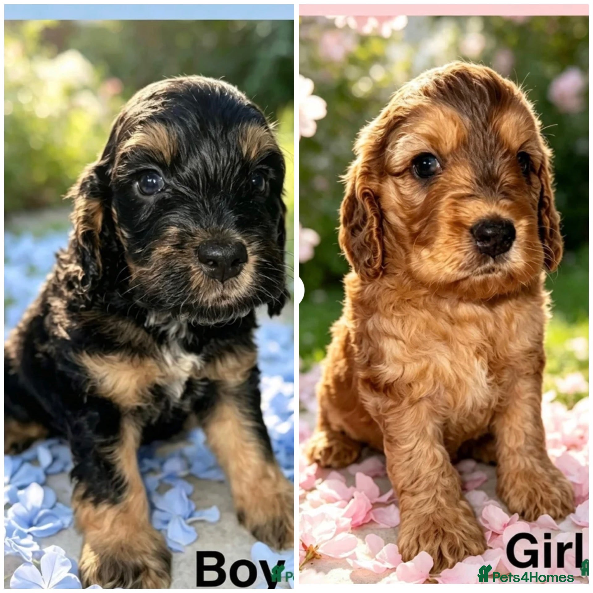 Cockapoo dogs DNA CLEAR, Last 2 Outstanding Cockapoos puppies 😍 - Advert 7