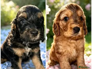 Cockapoo dogs DNA CLEAR, Last 2 Outstanding Cockapoos puppies 😍 - Advert 7