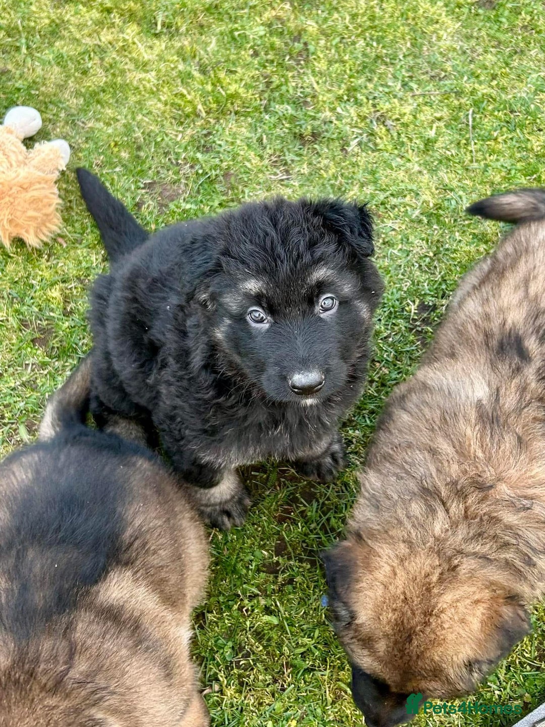 German Shepherd dogs for sale: TOP QUALITY GERMAN SHEPHERD LITTERS - Image 16
