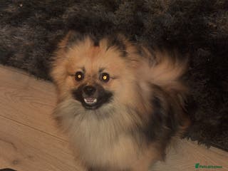 Pomeranian dogs ✨well trained Pomeranian boy black tan sable mix - Advert 1