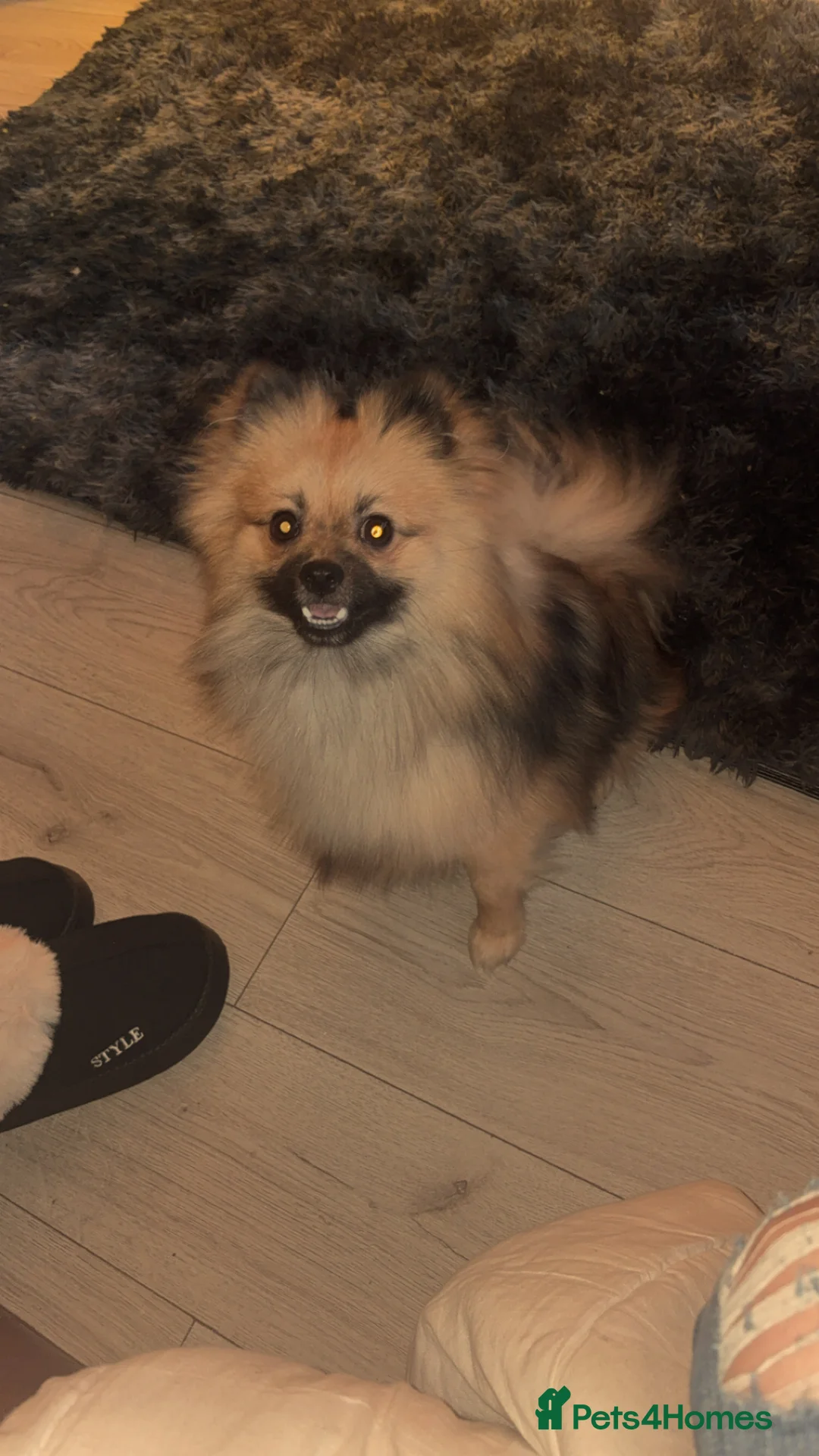 Pomeranian dogs for sale: Now reserved (not for sale)  - Advert 1