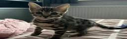 Bengal cats for sale: Two beautiful Bengal Girls  - Advert 6