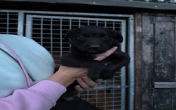 Lurcher dogs for sale: Bull lurcher puppies - Image 2
