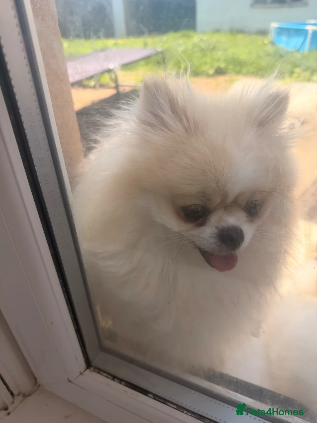 Pomeranian dogs for sale:  **  Russian Pomeranian’s  in Whitehaven - Advert 2