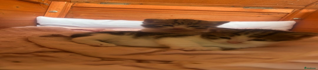 British Shorthair Kitten 2