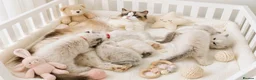 Ragdoll cats for sale: Stunning Ragdoll Kittens – Boys Only  - Advert 1