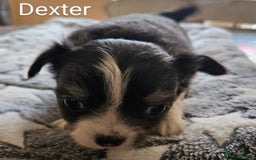 Chihuahua dogs for sale: ✨ Stunning KC long coat BOYS only✨ - Image 5