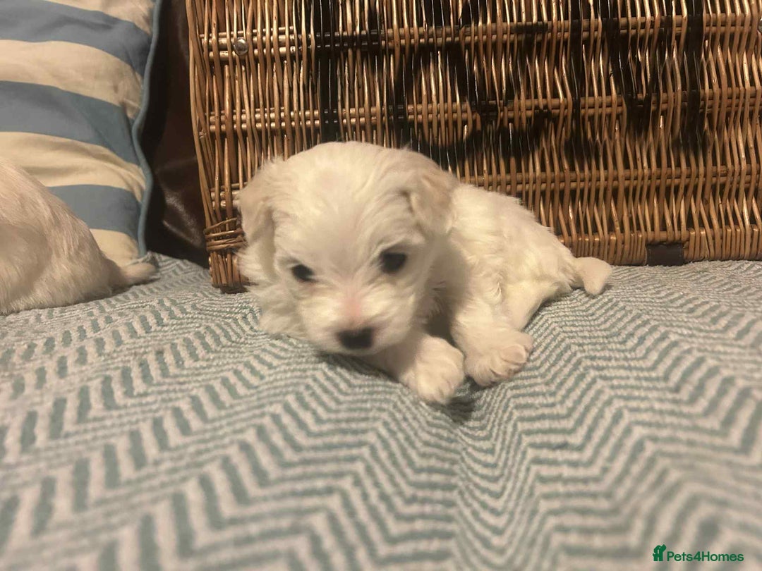 Mixed Breed dogs for sale: Stunning, Rare, Cotonese puppies  - Advert 14