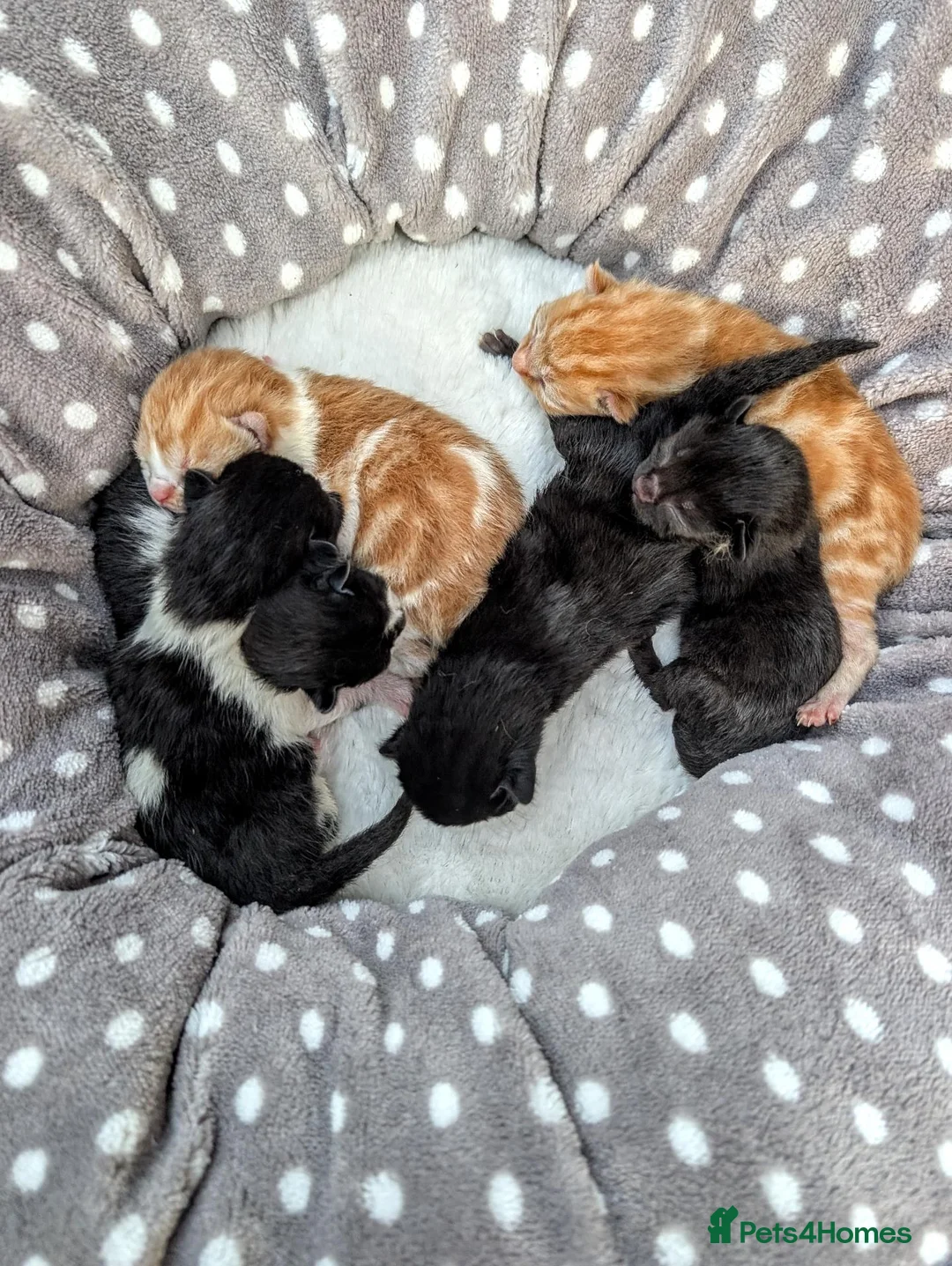 Mixed Breed cats for sale: Georgous Kittens Looking For A New Home - Advert 1