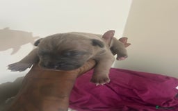 Mixed Breed dogs for sale: French bulldog mix - Image 12