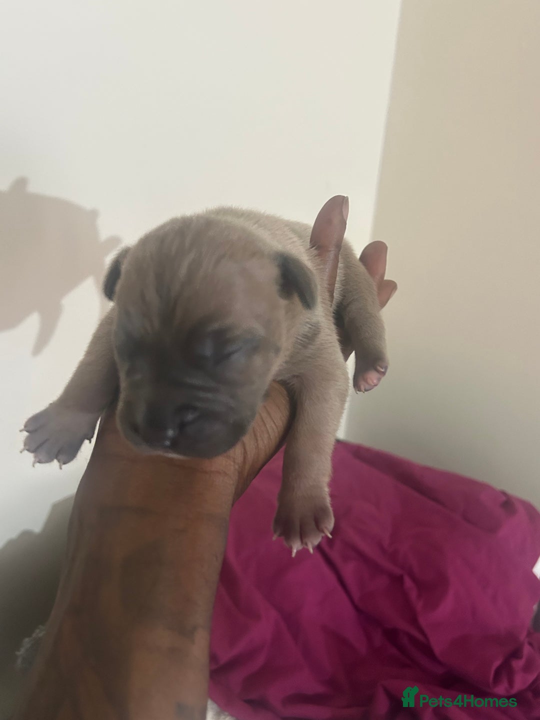 Mixed Breed dogs for sale: French bulldog mix - Image 12