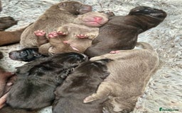 Shar Pei dogs for sale: Beautiful bear/brush coat shar peis  - Image 1