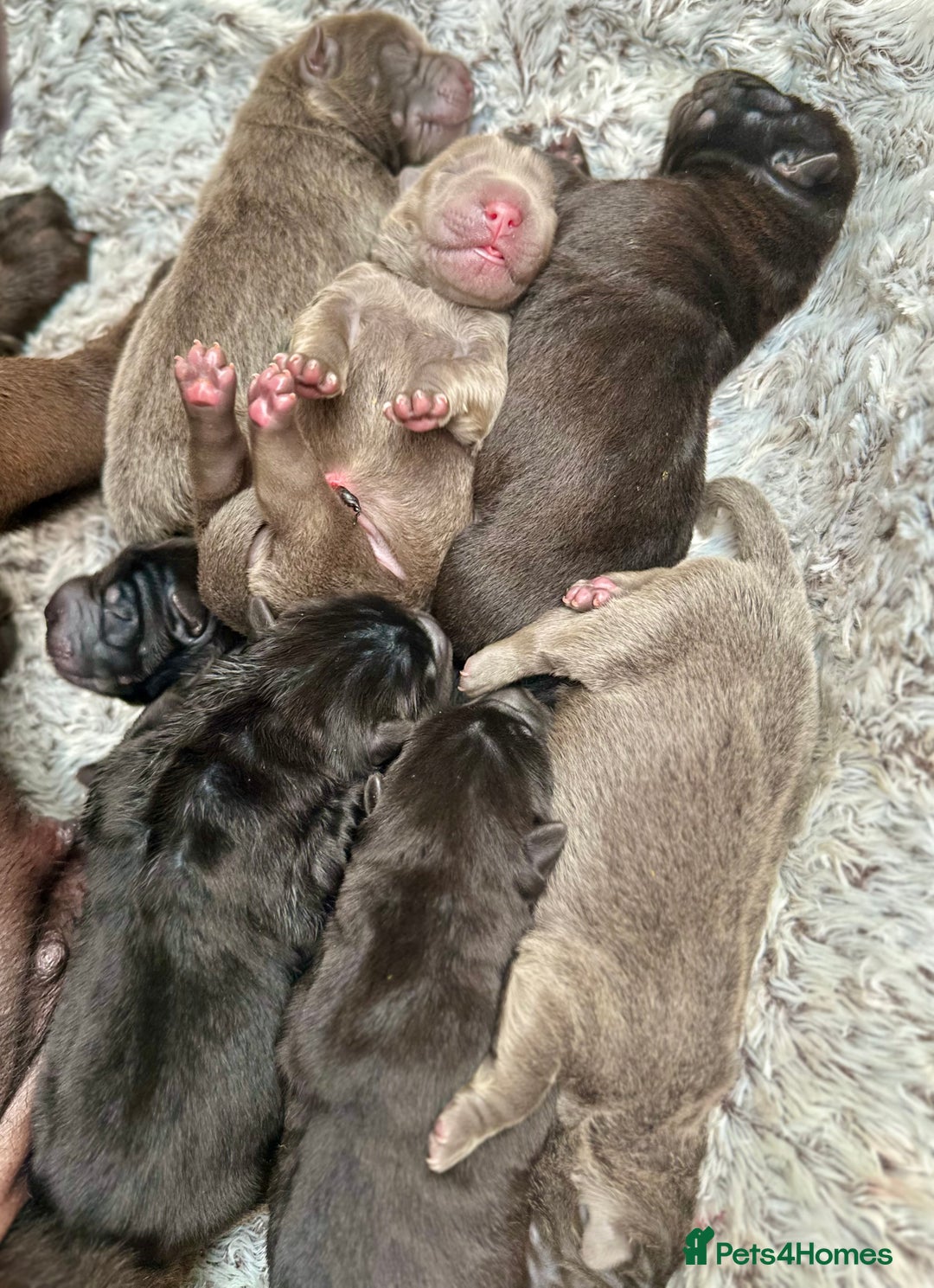 Shar Pei dogs for sale: Beautiful bear/brush coat shar peis  - Image 1