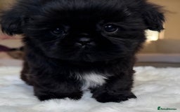 Shih Tzu dogs for sale: AMERICAN IMPERIAL SHIH TZU PUPPIES - Image 6