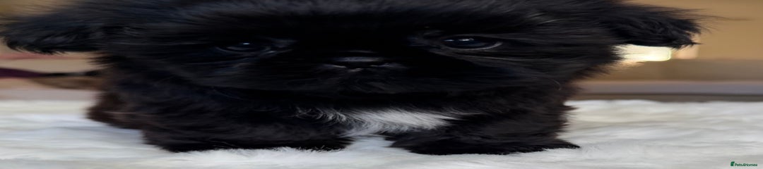 Shih Tzu Puppy 1