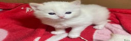 Ragdoll cats for sale: DoB:18/7/25& 14/11/25 Ragdoll Kittens Purebred - Advert 9