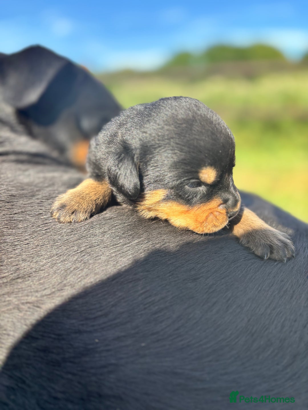 Rottweiler dogs for sale: Chunky Rottweiler puppies for sale  - Image 16