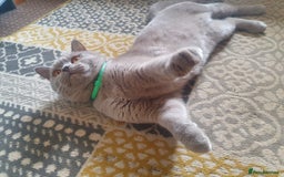Brazilian Shorthair cats for stud: Lilac BSH in Manchester - Image 1