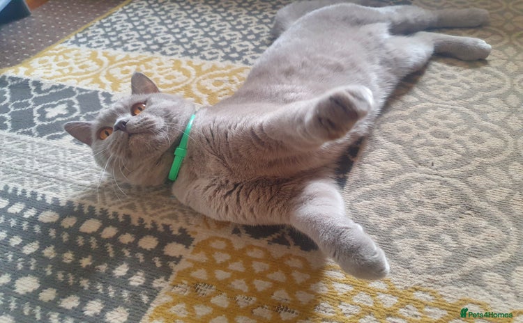 Brazilian Shorthair cats for stud in Manchester - Advert 3