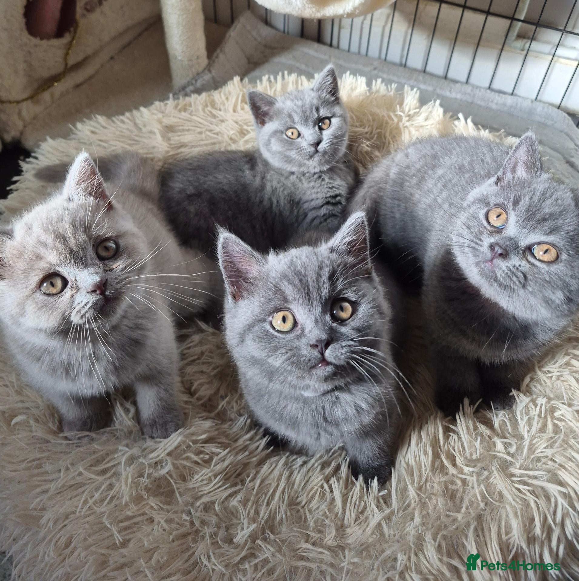 British Shorthair cats Stunning GCCF British Shorthair Kittens - Advert 18