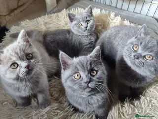 British Shorthair cats Stunning GCCF British Shorthair Kittens - Advert 18