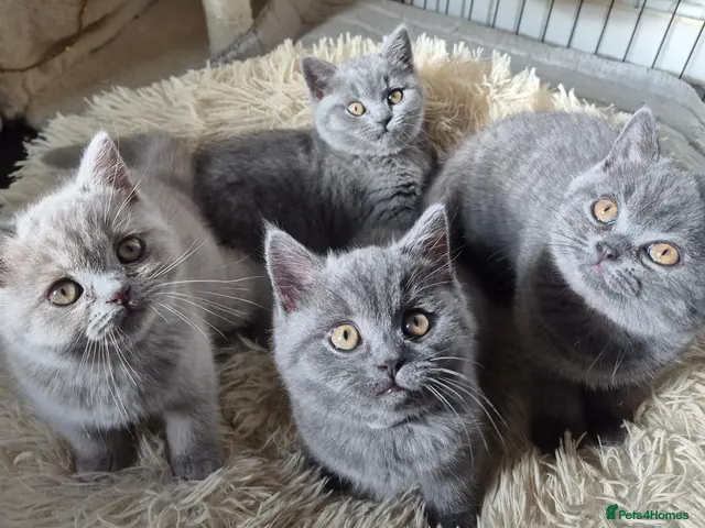 British Shorthair cats Lovely GCCF British Shorthair Kittens - Advert 17