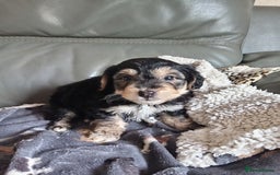 Mixed Breed dogs for sale: Male Pups  - Image 8