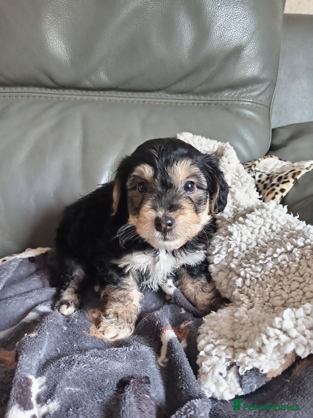 Mixed Breed dogs for sale: Male Pups  - Image 8