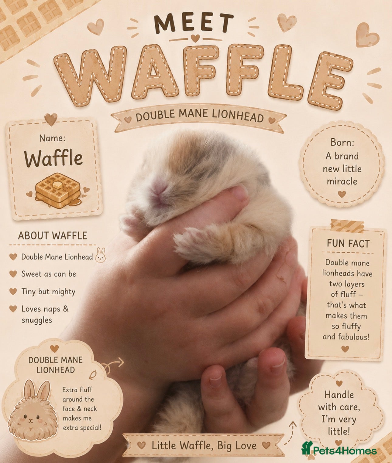 Lionhead rabbits Pedigree Blue Harlequin VM Double Mane LionHead - Advert 3
