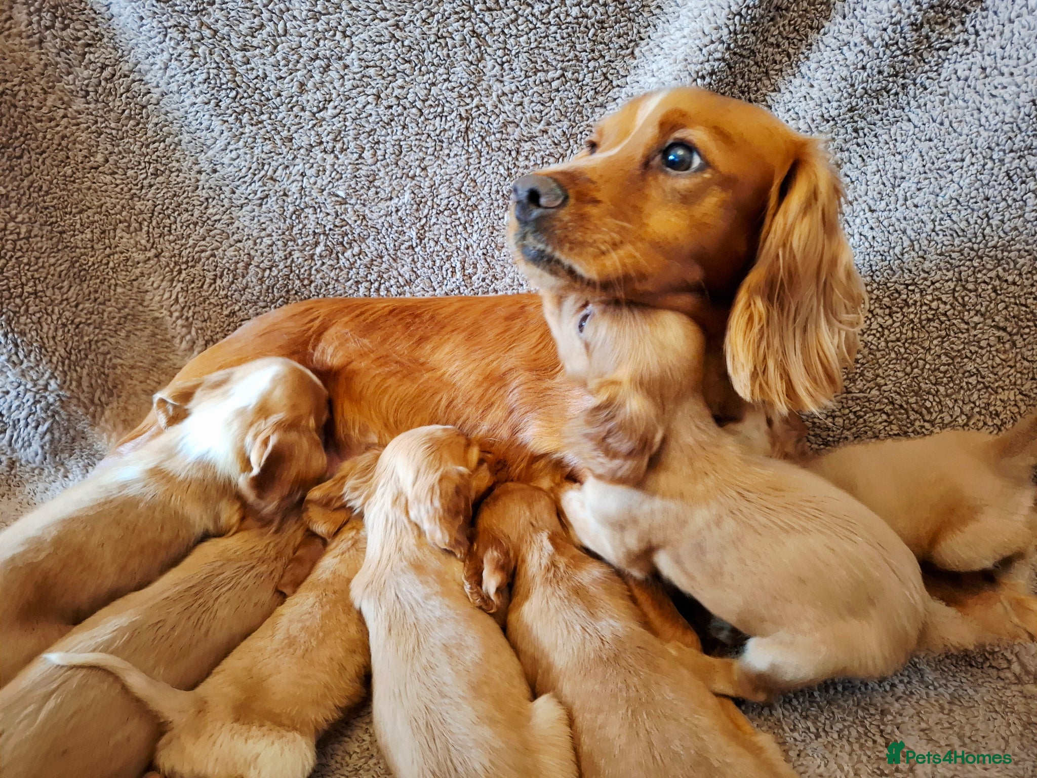 Cocker Spaniel dogs for sale: Beautiful litter of 7 Pedigree Cocker Spaniels - Advert 1