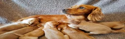 Cocker Spaniel dogs for sale: Beautiful litter of 7 Pedigree Cocker Spaniels in Doncaster - Advert 1