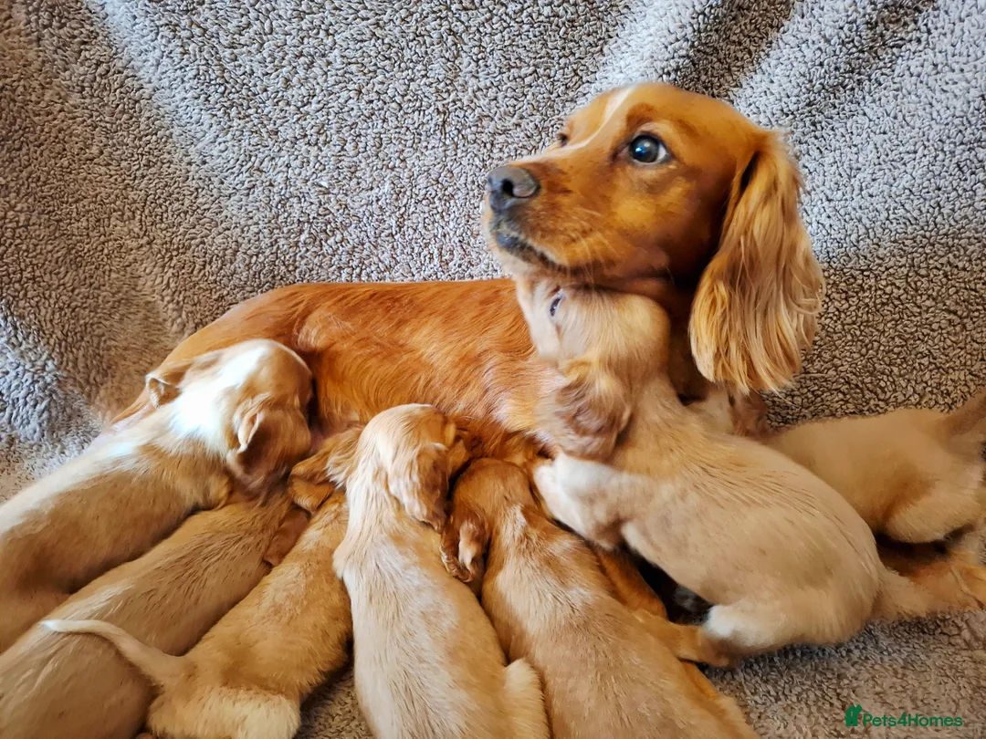 Cocker Spaniel dogs for sale: Beautiful litter of 7 Pedigree Cocker Spaniels in Doncaster - Advert 1