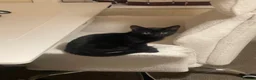 Bombay cats for sale: Shadow - Advert 2