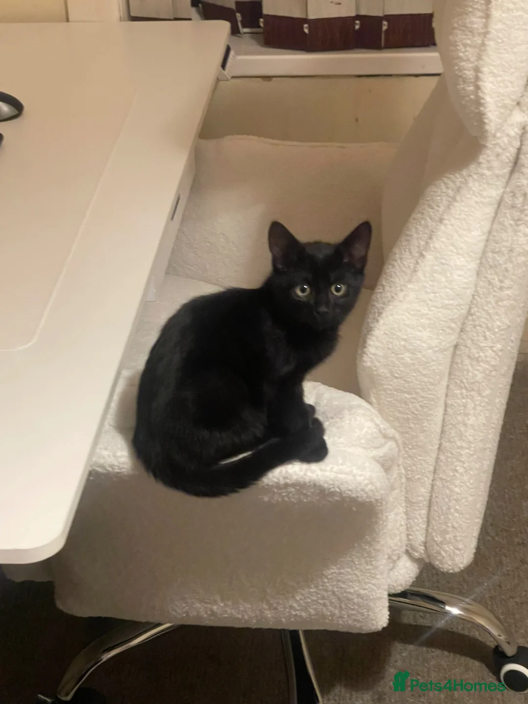 Bombay cats for sale: Shadow - Advert 2