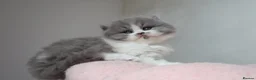 British Longhair cats for sale: PEDIGREE British Longhair kittens - Advert 15