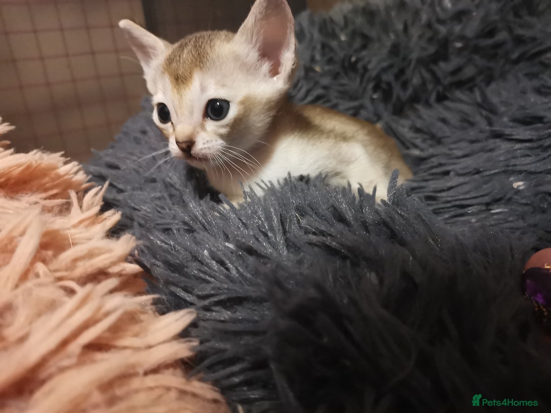 Singapura cats for sale: Stunning Singapura kittens  - Image 15