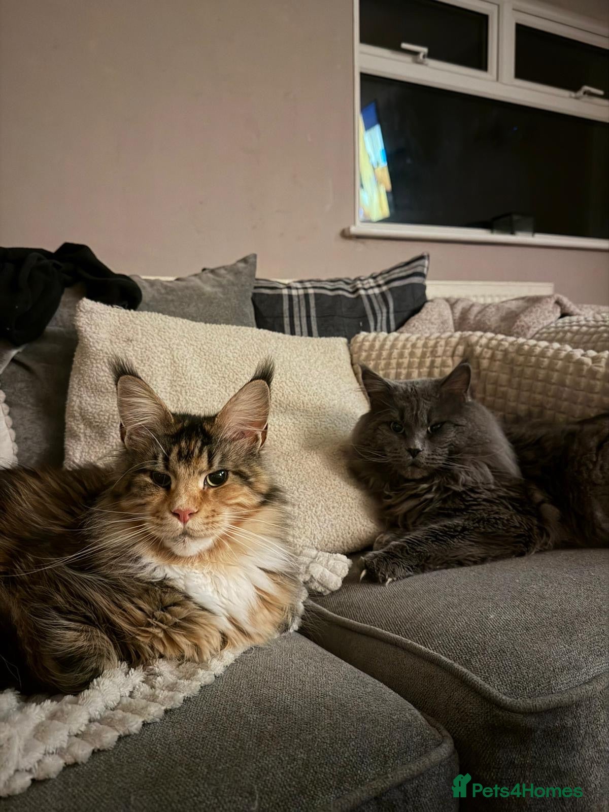 Maine Coon cats Unique bloodlines Pure Maine Coon Kittens - Advert 14