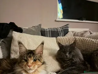 Maine Coon cats Unique bloodlines Pure Maine Coon Kittens - Advert 14
