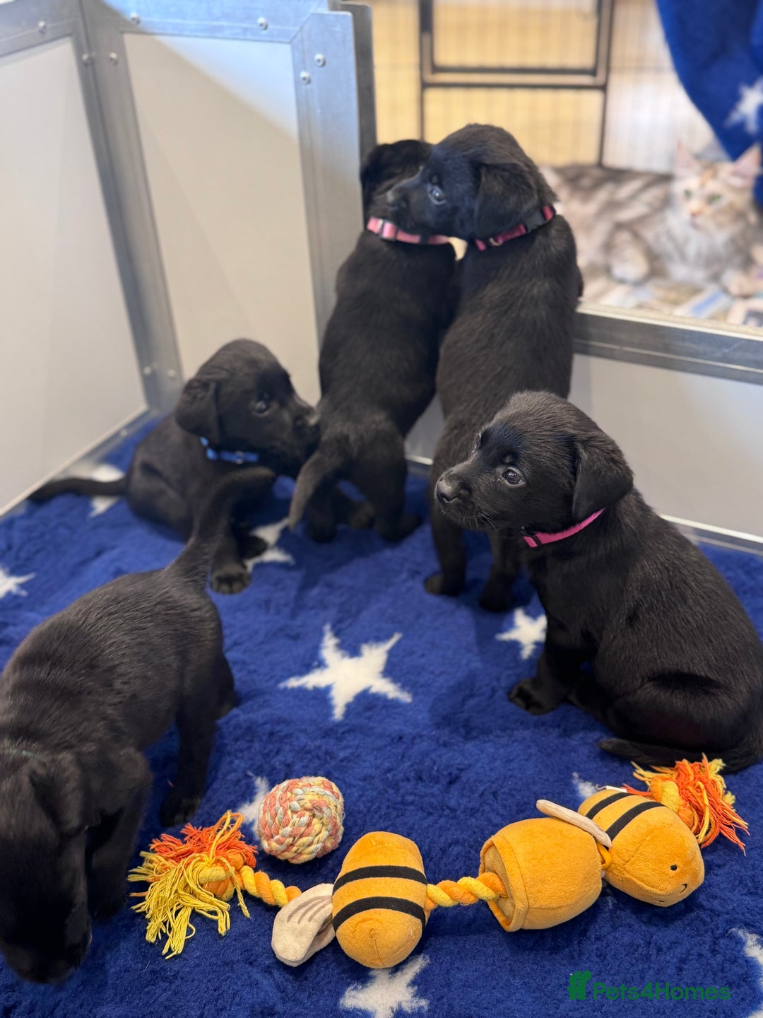 Labrador Retriever dogs for sale: Gorgeous KC Registered Labrador Retriever Puppies - Image 21