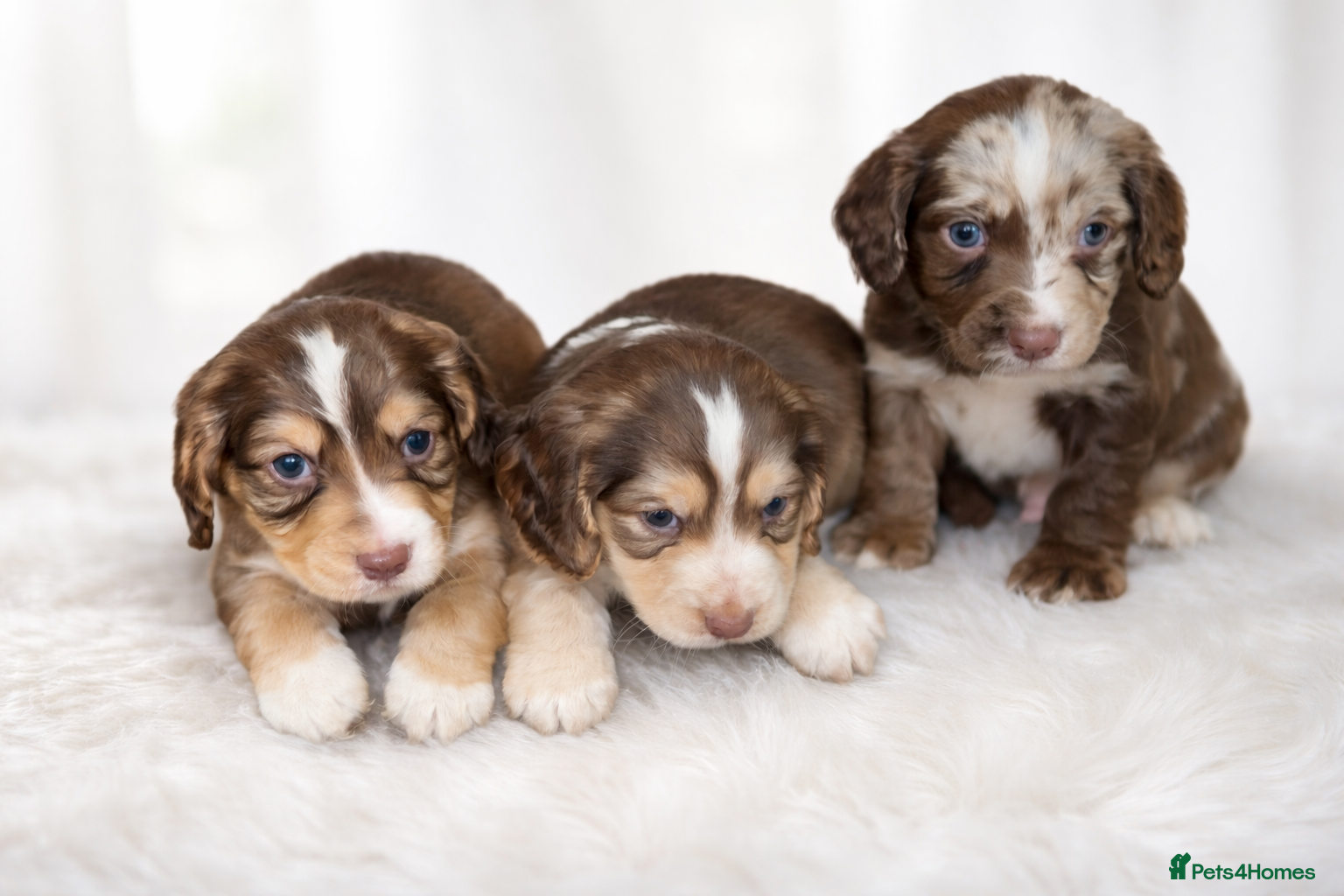 Cocker Spaniel dogs 3 BOYS LEFT!⭐️ LITTLE GIRLS FOUND HER FOREVER HOME - Advert 1