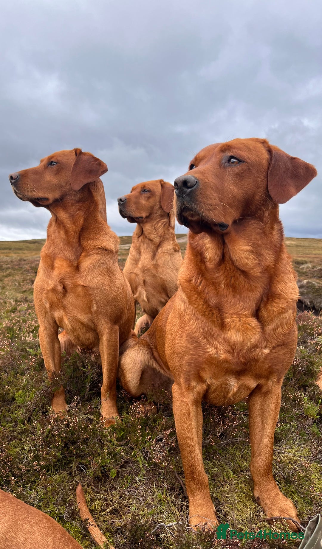Labrador Retriever dogs for stud: Fox red labrador for stud- Fully health tested in Leyburn - Advert 10