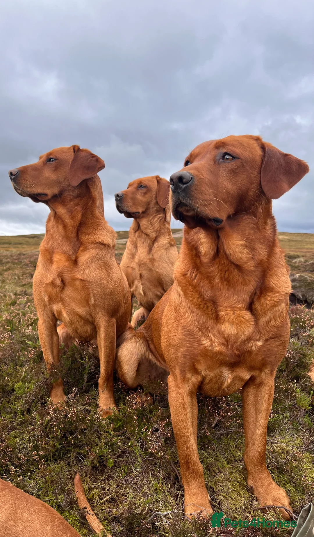 Labrador Retriever dogs for stud: Fox red labrador for stud- Fully health tested in Leyburn - Advert 10