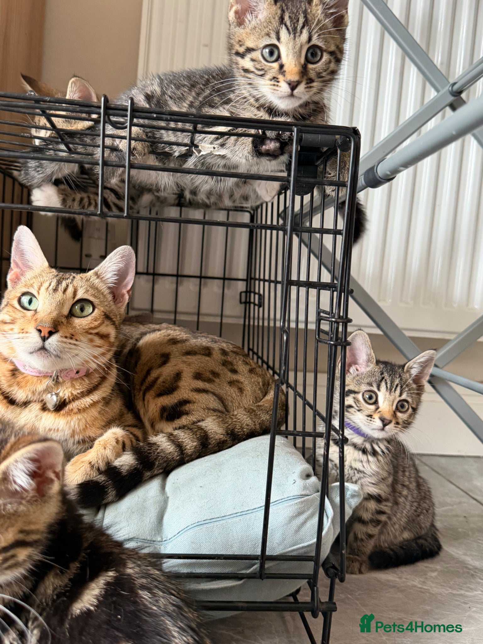 Bengal cats Beautiful Kittens ready for forever homes. - Advert 14