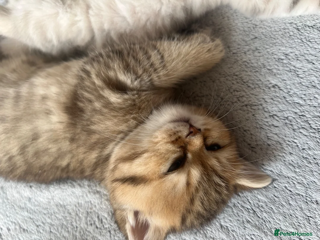 British Shorthair cats for sale: British shorthairs for sale - Advert 2